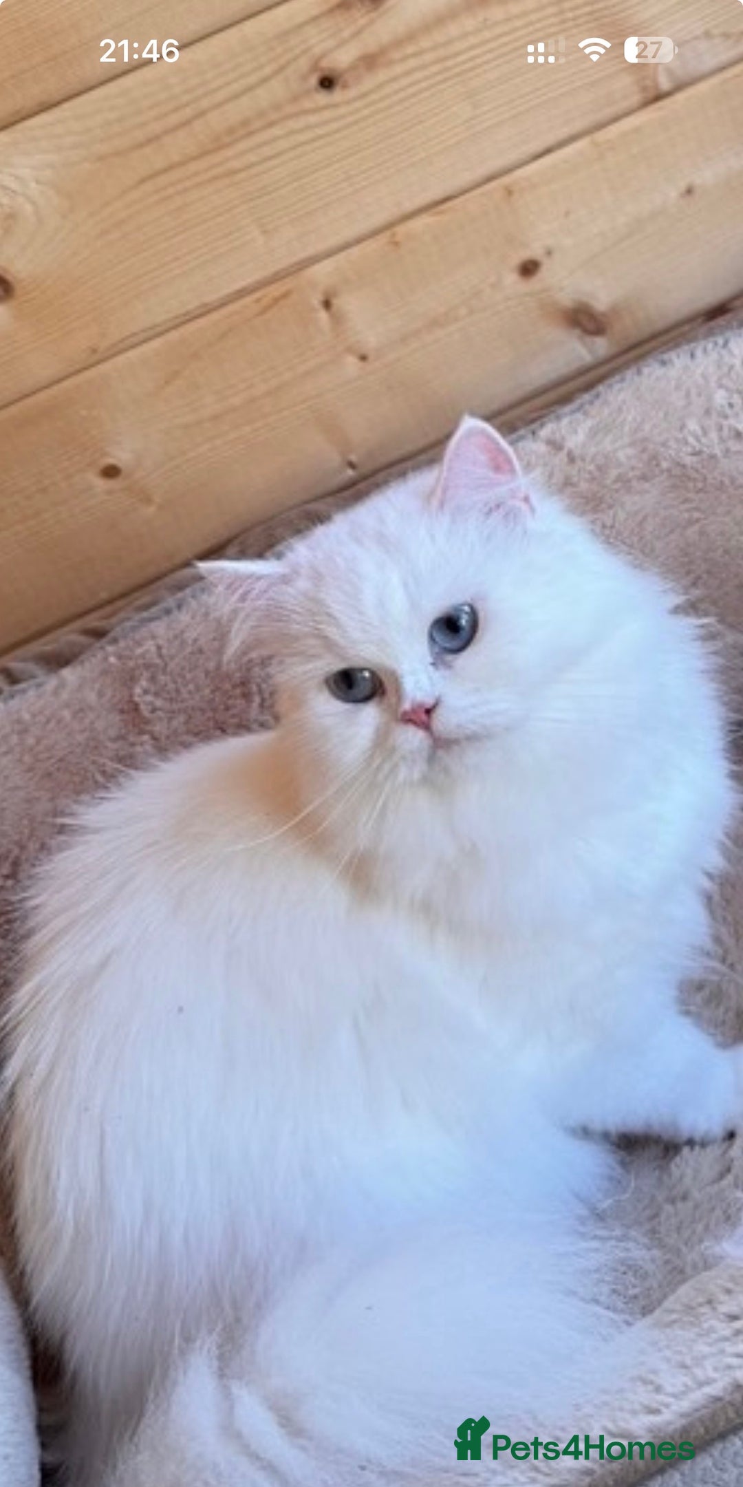 British Shorthair cats for sale: Adorable Pure White British Short Hair Kittens! - Advert 2