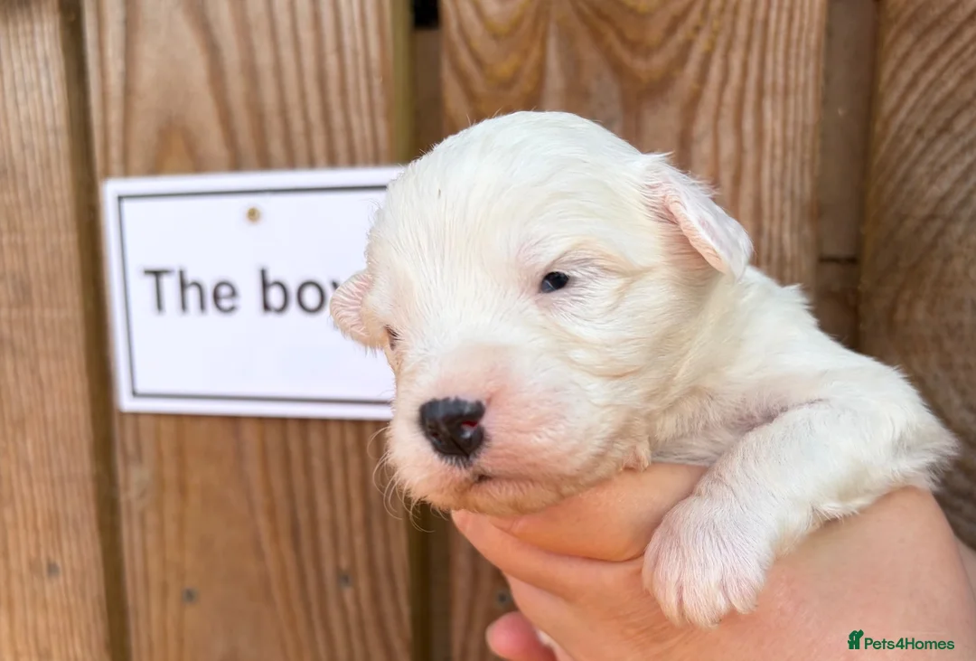 Mixed Breed dogs for sale: Stunning litter Old English Sheepdog x Collie - Advert 2