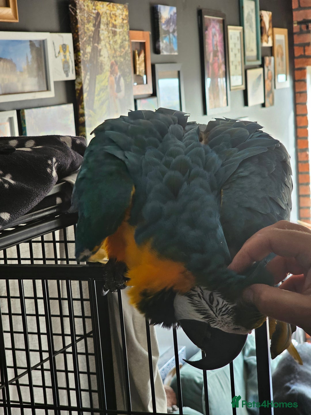 Macaws birds for sale: Bubbly, chatty and hilarious blue and gold macaw - Image 6