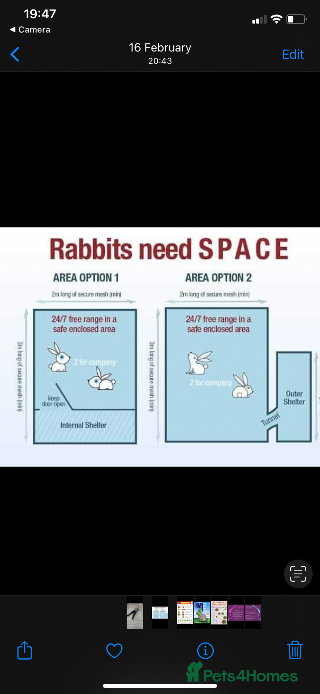 Mini Lop rabbits for sale:  Beautiful mini lop babies - Advert 9