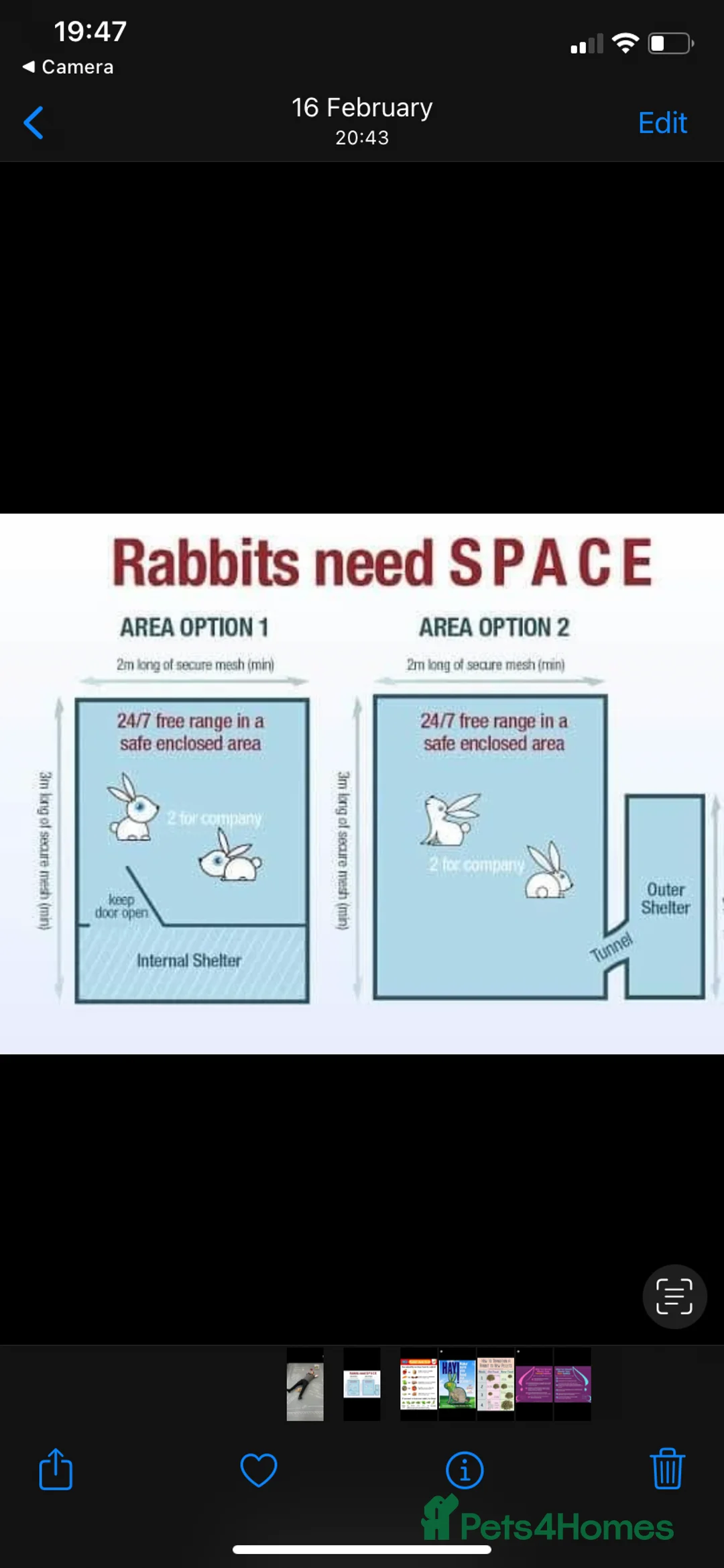 Mini Lop rabbits for sale: *1 left* - Advert 7