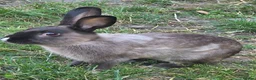 Mixed Breed rabbits for sale: Two brothers still only young - Advert 1