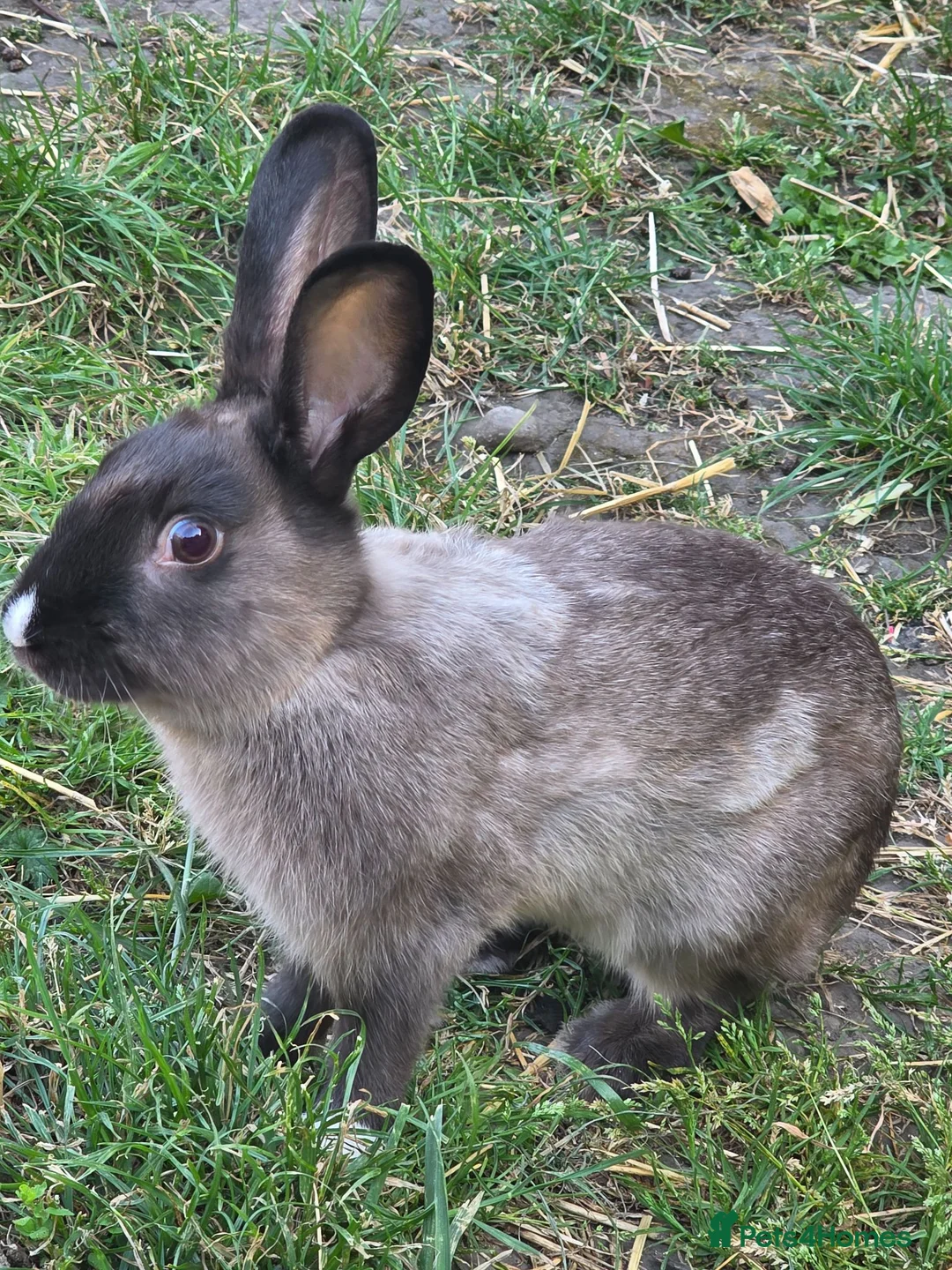Mixed Breed rabbits for sale: Two brothers still only young - Advert 1