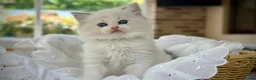 Ragdoll cats for sale: READY TO GO 1 left  (£900) available(TIMEWASTERS)  - Advert 28