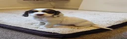 Cocker Spaniel dogs for sale: Last Chocolate Boy Ready Now  - Advert 7