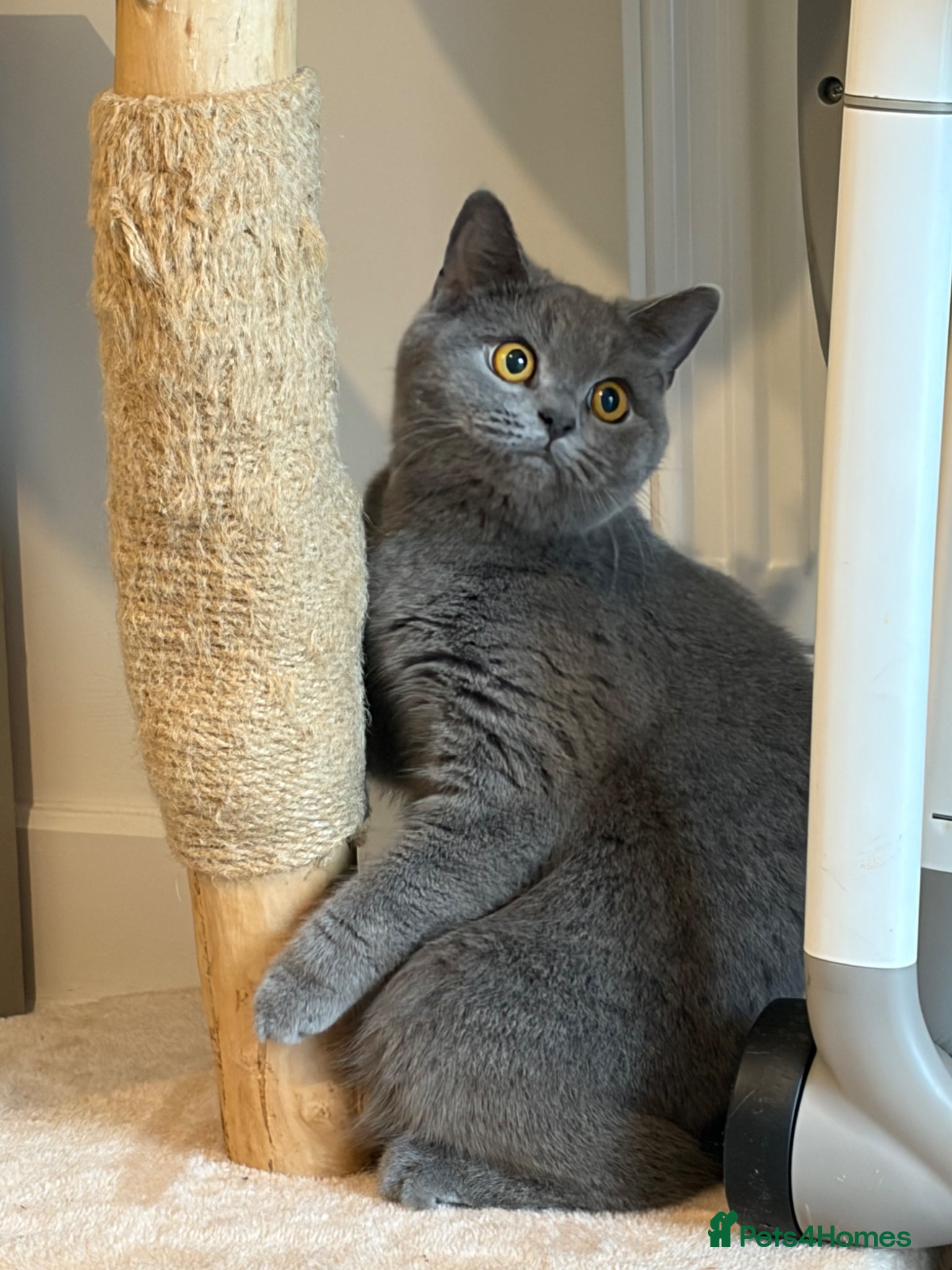 British Shorthair cats British shorthair female cat  - Advert 3