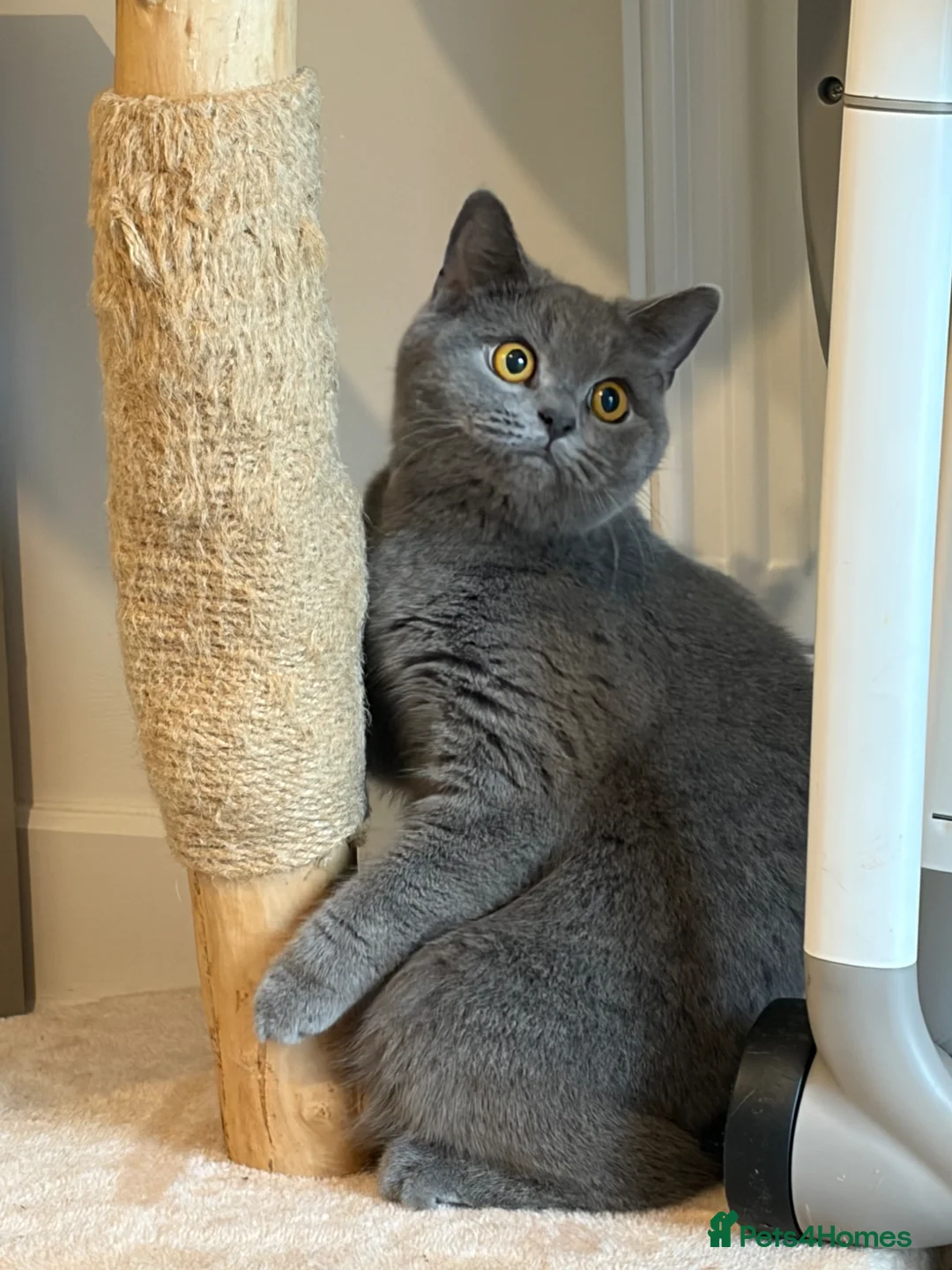 British Shorthair cats for sale: British shorthair female cat  - Advert 1