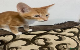 Mixed Breed cats for sale: Bengal kitten needing home ASAP - Image 4