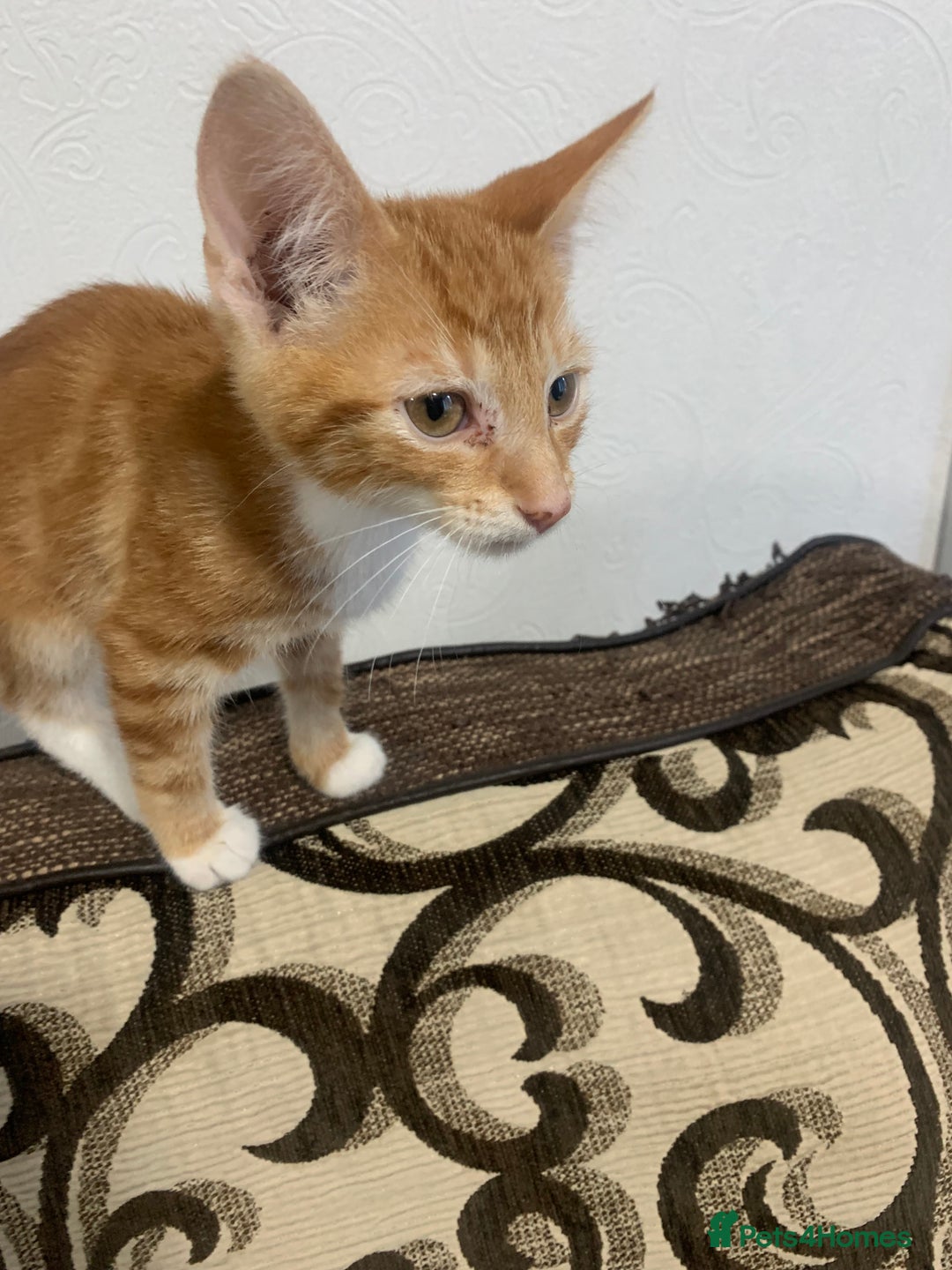 Mixed Breed cats for sale: Bengal kitten needing home ASAP - Image 4