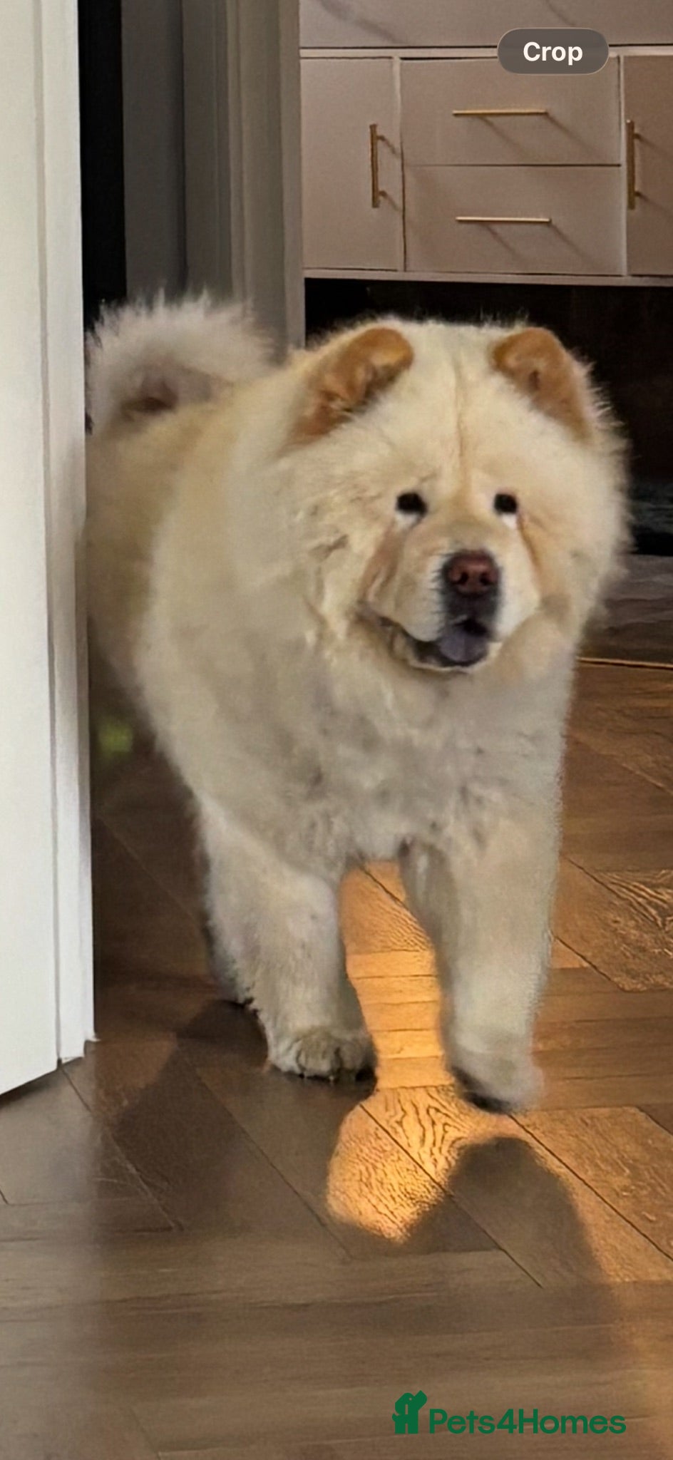 Chow Chow dogs Teddy  - Advert 4
