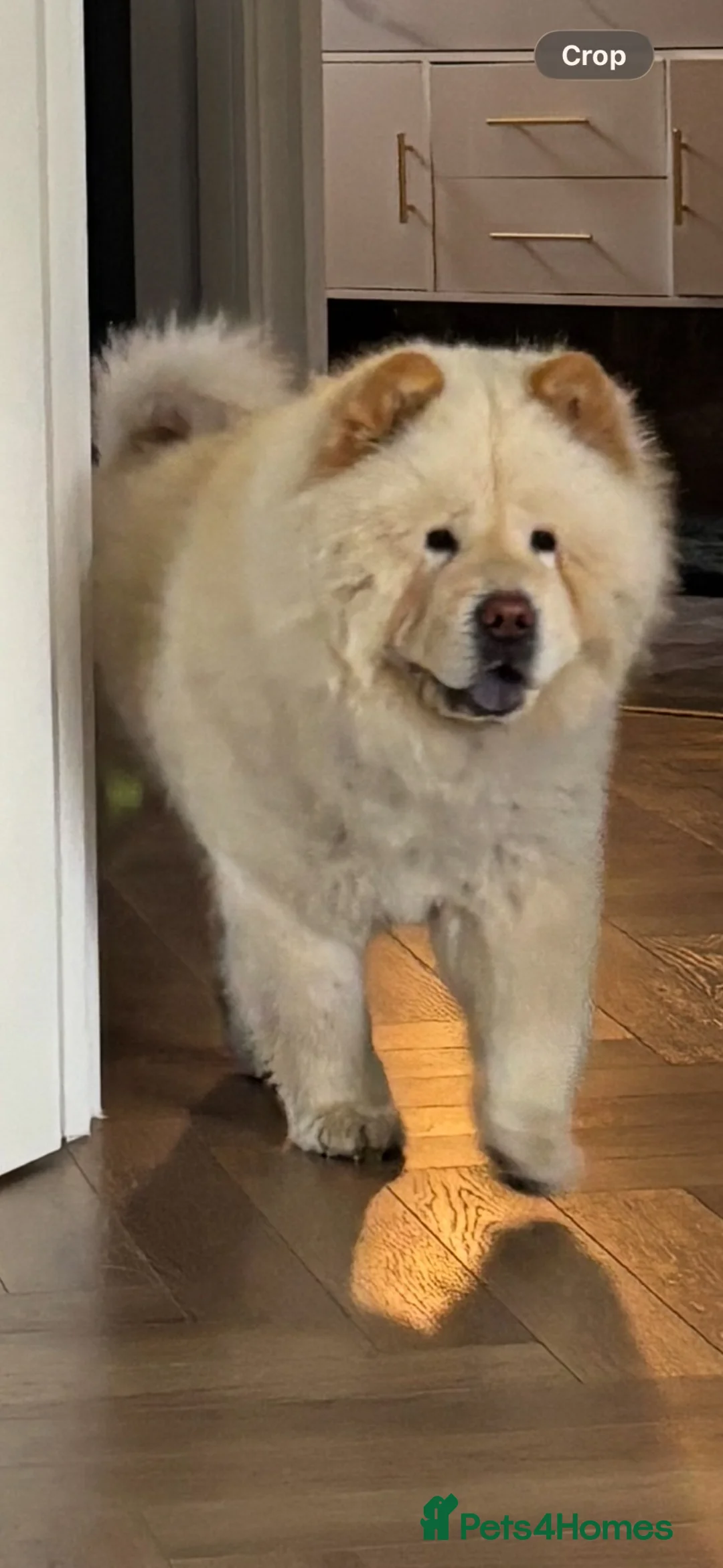 Chow Chow dogs for sale: Teddy  - Advert 1