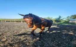 Irish Thoroughbred horses for sale: Unraced TB Gelding “Arthur” - Image 4