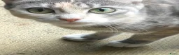 Domestic Shorthair cats for sale: Kitten for adoption in Greenford - Advert 2