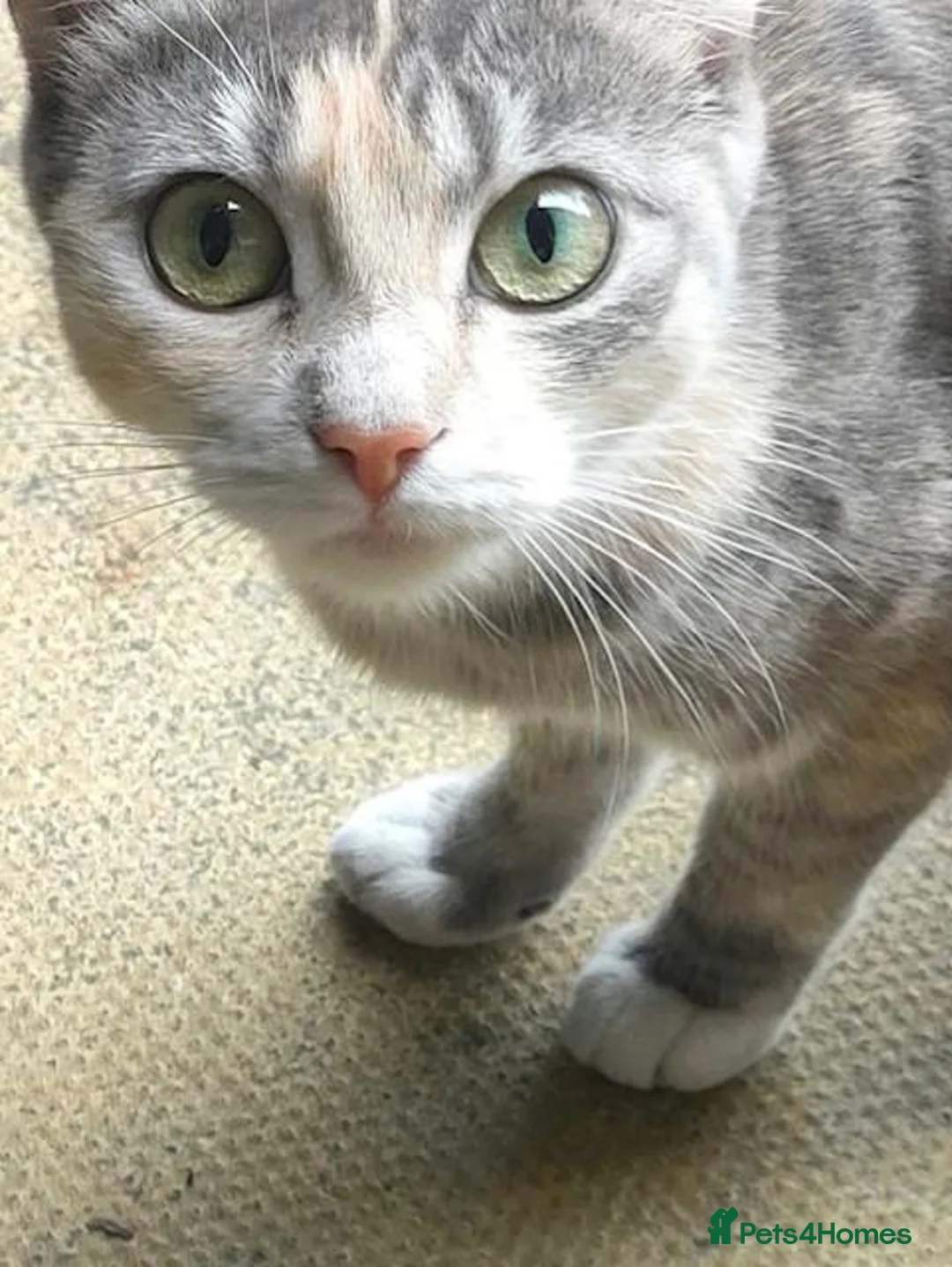 Domestic Shorthair cats for sale: Kitten for adoption in Greenford - Advert 2
