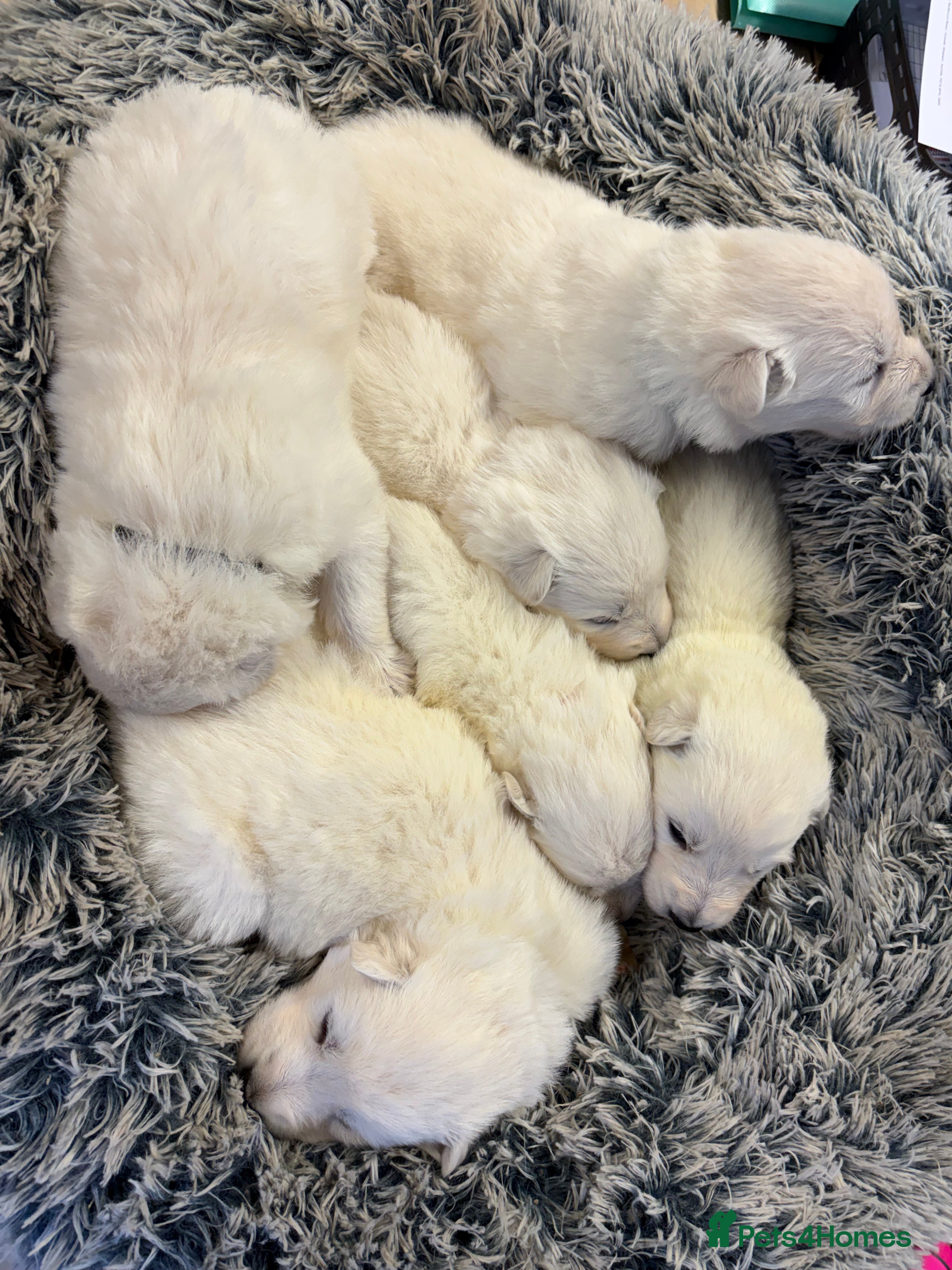 Mixed Breed dogs KC White Swiss Shepherd X KC German Shepherd Pups - Advert 2