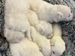 Mixed Breed dogs KC White Swiss Shepherd X KC German Shepherd Pups - Advert 2