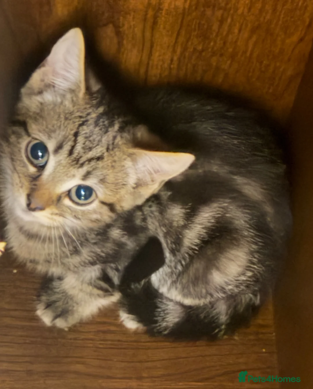 Domestic Shorthair cats for sale: Adorable Tabby Kittens for Sale - UK - Advert 1