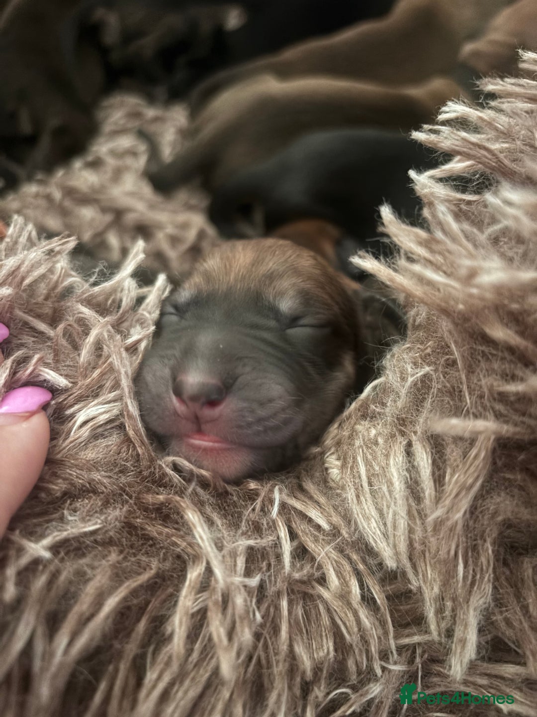 Mixed Breed dogs for sale: Saluki Bull Grey Puppies  - Image 14