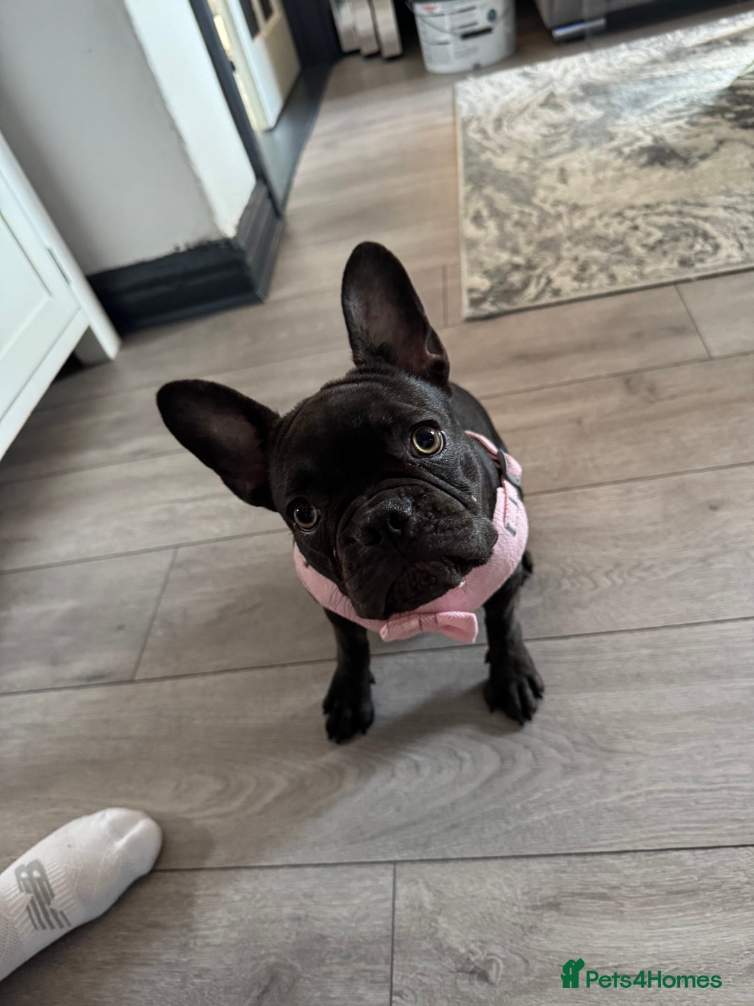 French Bulldog dogs for sale: Storm the French bulldog  - Image 9