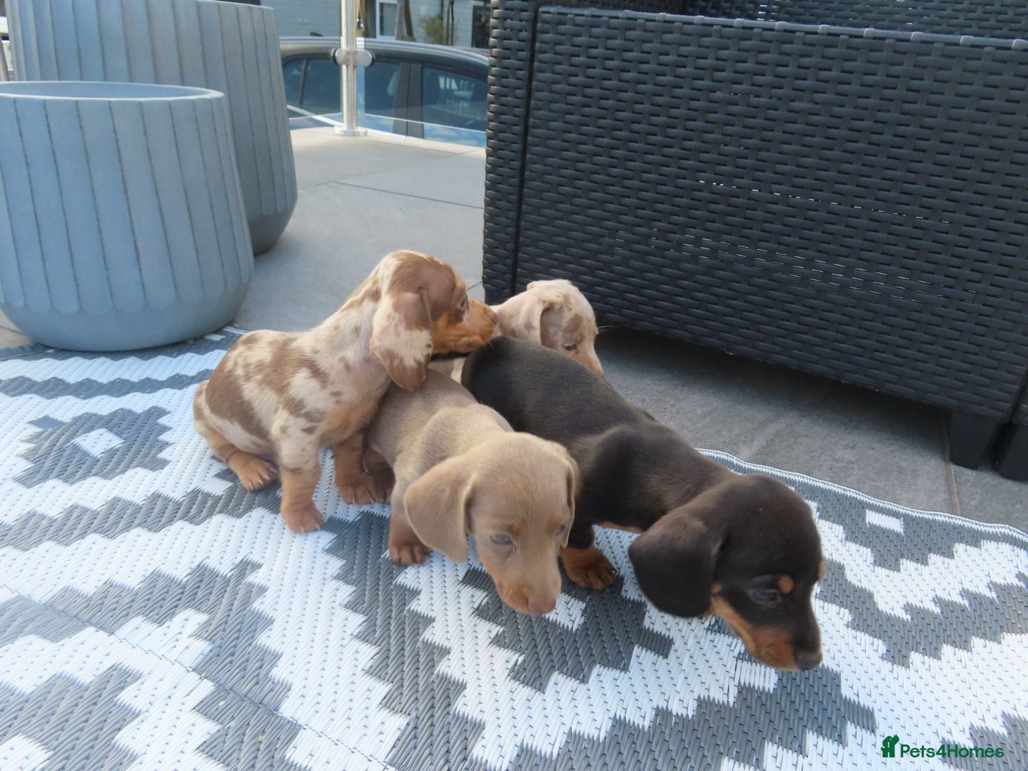 Miniature Dachshund dogs 4 boy beautiful miniature dachshund puppies  - Advert 2