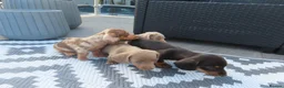 Miniature Dachshund dogs for sale: 4 boy’s beautiful miniature dachshund puppies  - Advert 2