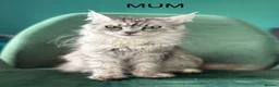 Maine Coon cats for sale: Maine Coon Cross Kittens - Advert 2