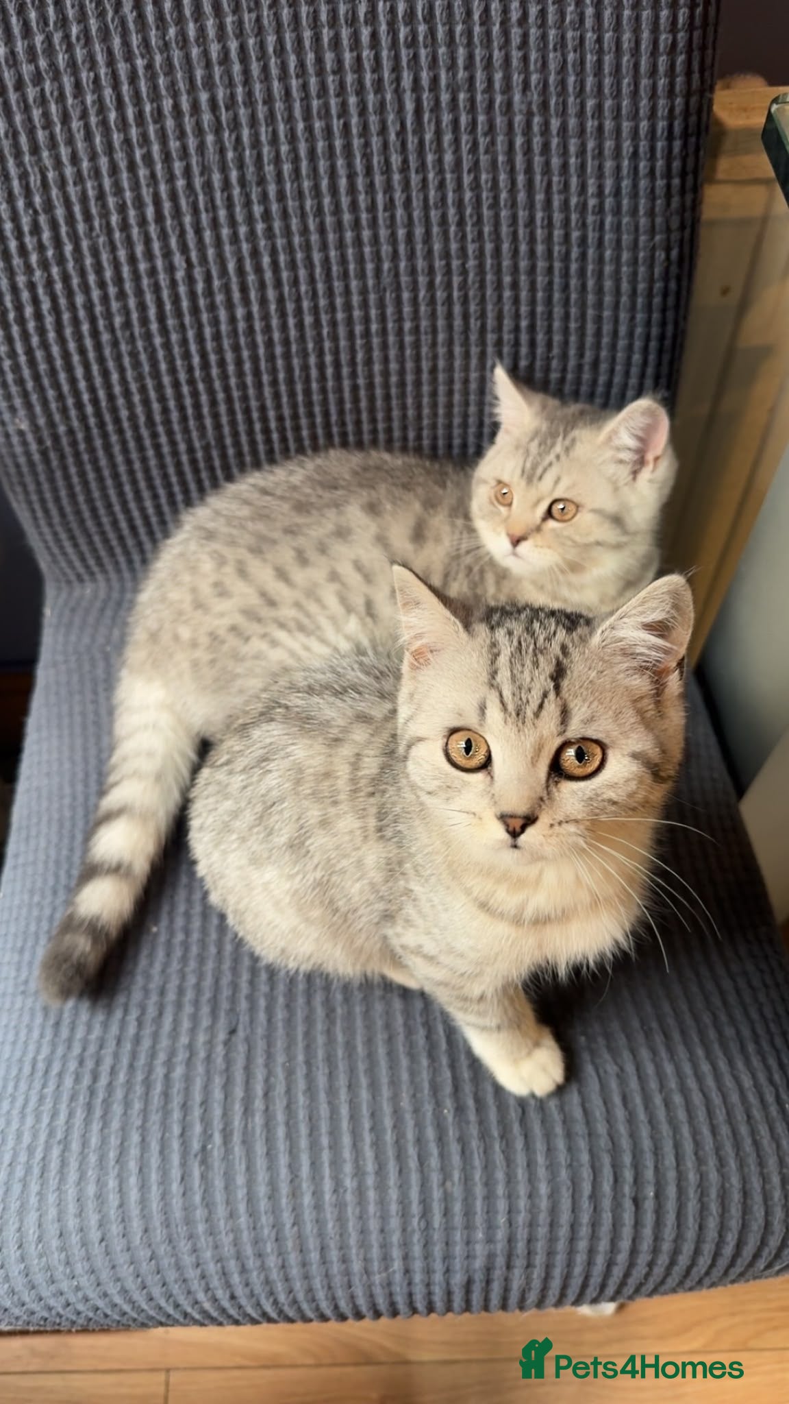 British Shorthair cats BSH silver striped Kittens gccf registered  - Advert 2