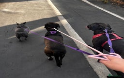 French Bulldog dogs for sale: Frenchie - Image 3