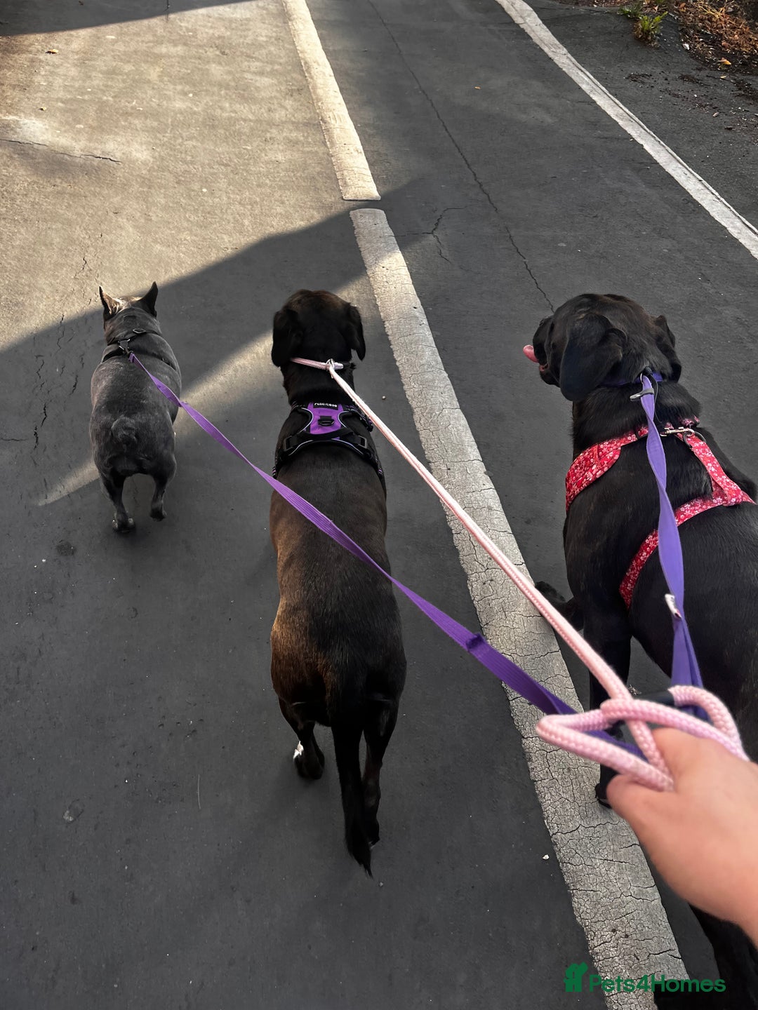 French Bulldog dogs for sale: Frenchie - Image 3