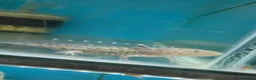 Axolotl reptiles for sale: Small And Big Axolotl @ Tameside Aquatics! 💙 - Advert 8