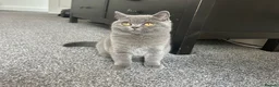 British Shorthair cats for sale: LAST BOY TICA Registered British Shorthair - Advert 5