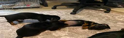Dachshund dogs for sale: Beautiful black and tan Daschund puppies. - Advert 12