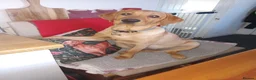 Labrador Retriever dogs for sale: Stunning Fox Red Labrador – 14 Months Old in Leigh - Advert 9