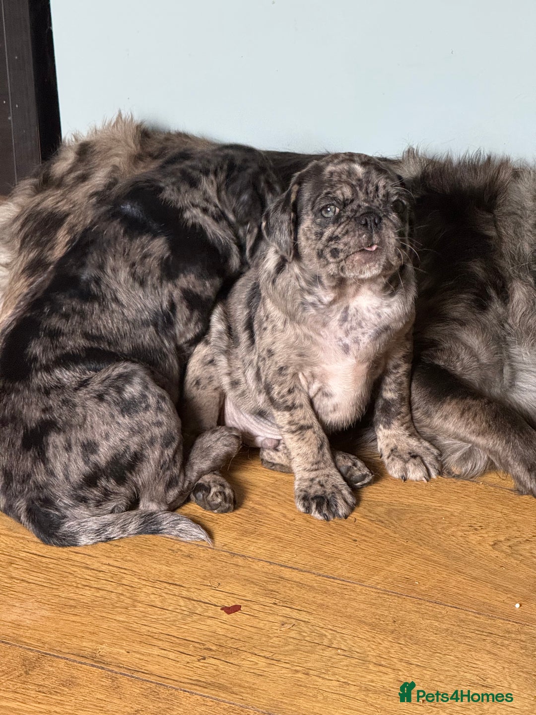Pug dogs for sale: Merle pug puppies  - Image 10