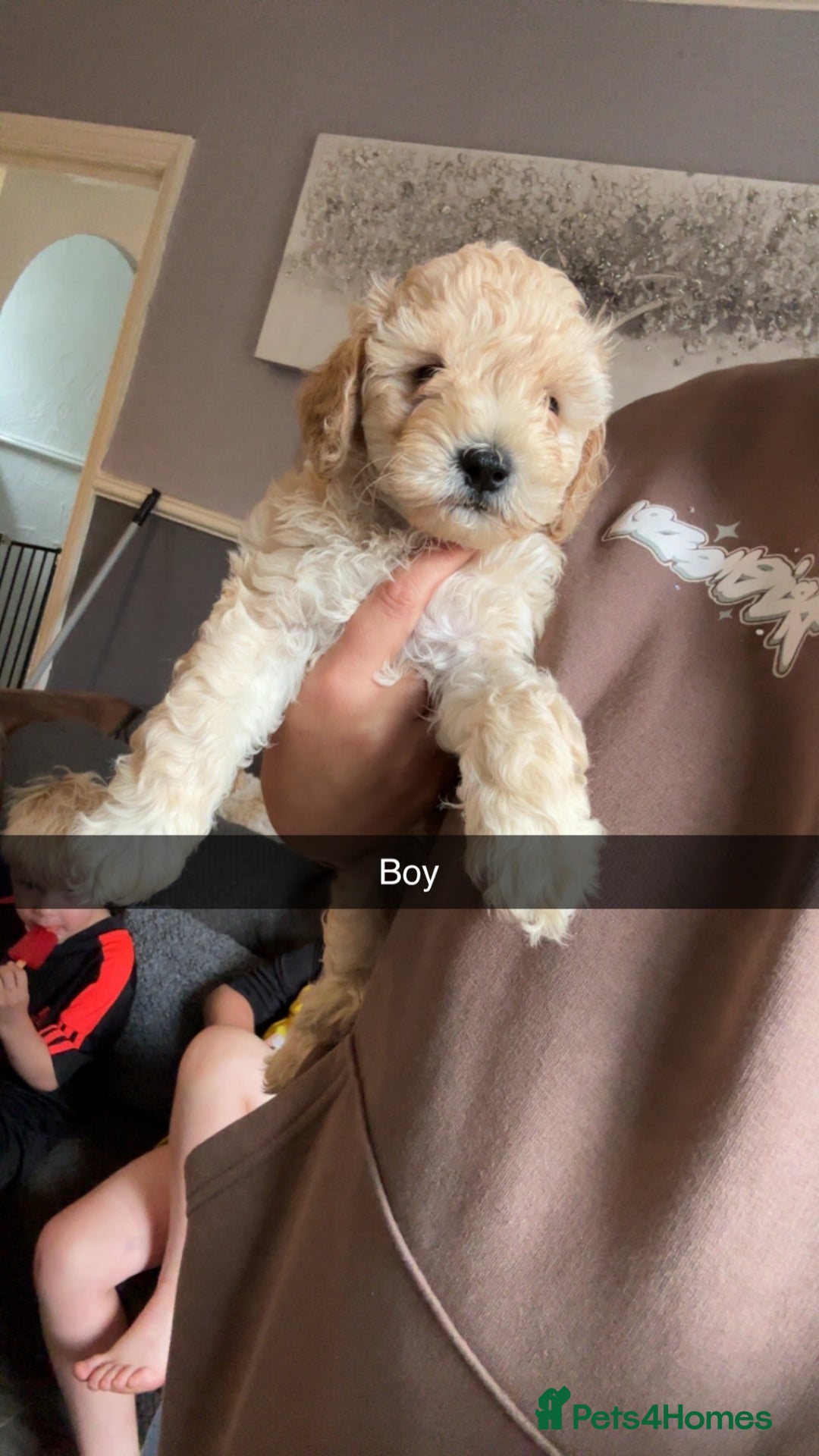 Cockapoo dogs for sale: Cockapoo puppies for  - Image 10