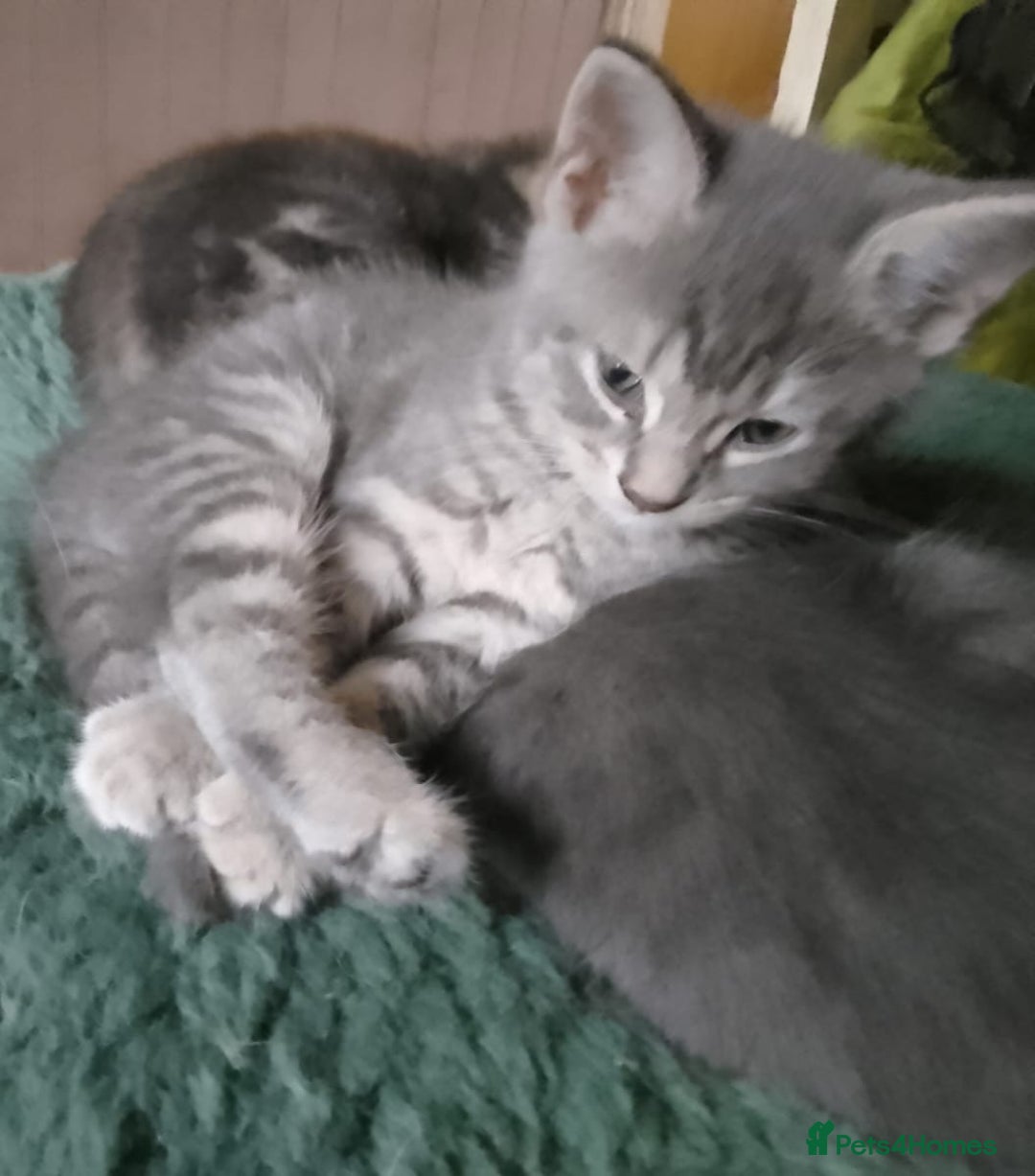 Mixed Breed cats for sale: UNIQUE SILVER/BLUE BENGAL X RUSSIAN BLUE KITTENS  - Image 26