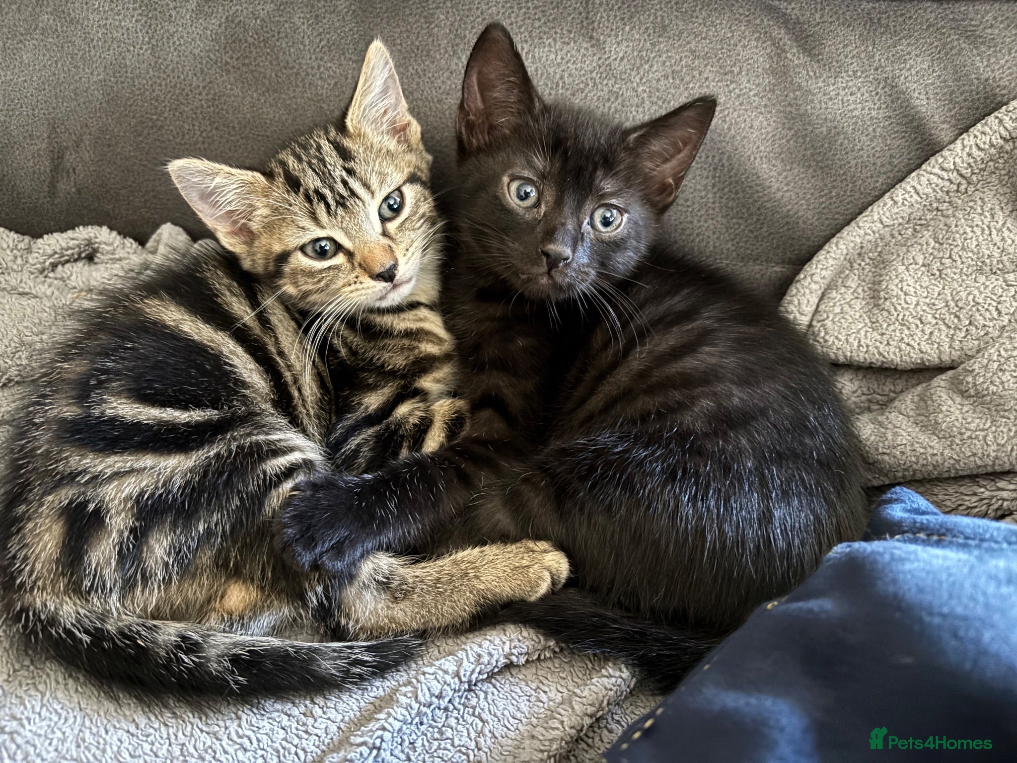 Mixed Breed cats Male kittens  - Advert 1