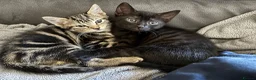 Mixed Breed cats for sale: Male kittens  - Advert 1