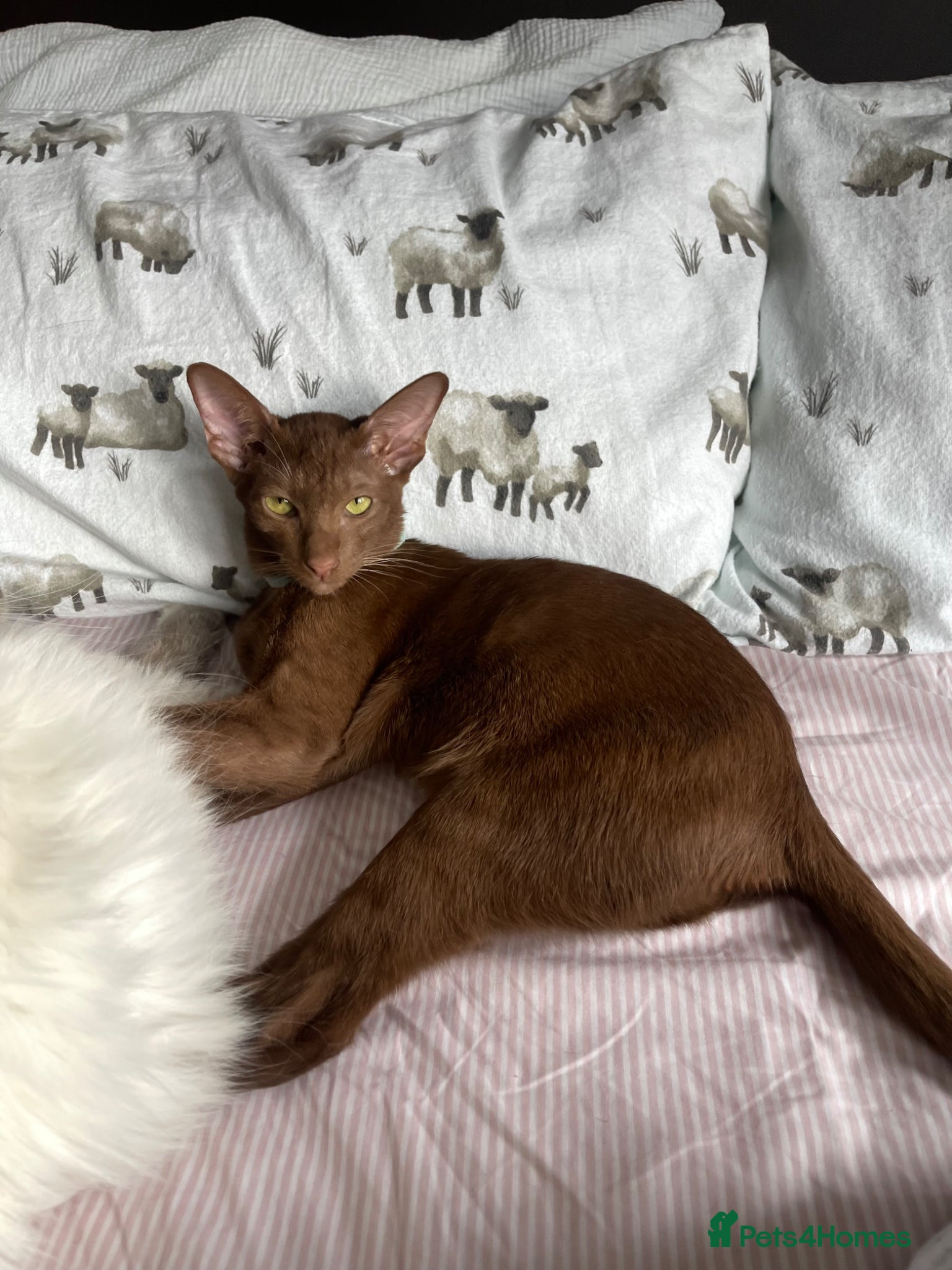 Oriental cats for sale: Oriental shorthair  - Advert 2