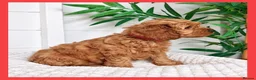 Cavapoo dogs for sale: Gorgeous cavapoo puppies from DNA tested parents - Advert 16