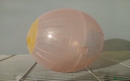 Gerbil rodents for sale: 2x Female gerbils with cage - Image 4