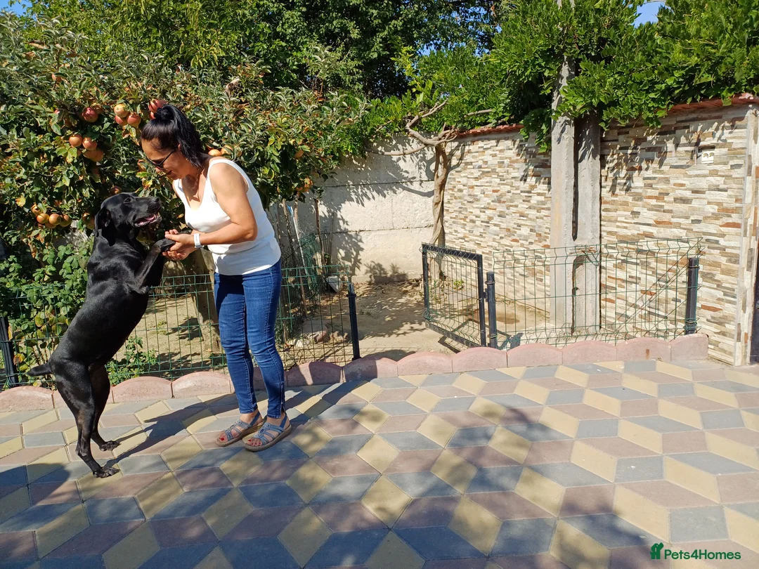 Mixed Breed dogs for adoption: Beautiful and Gentle JULIETTE - for a Loving Home in Nottingham - Advert 4