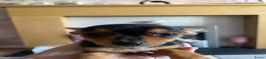 Chorkie Puppy 4