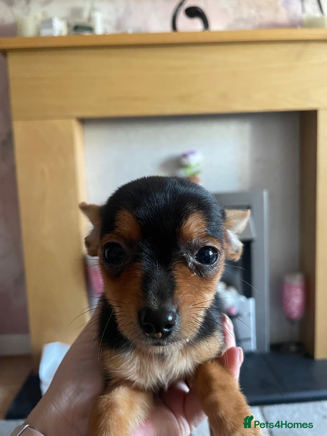 Chorkie dogs for sale: Chorkie Puppies For Sale - Image 4