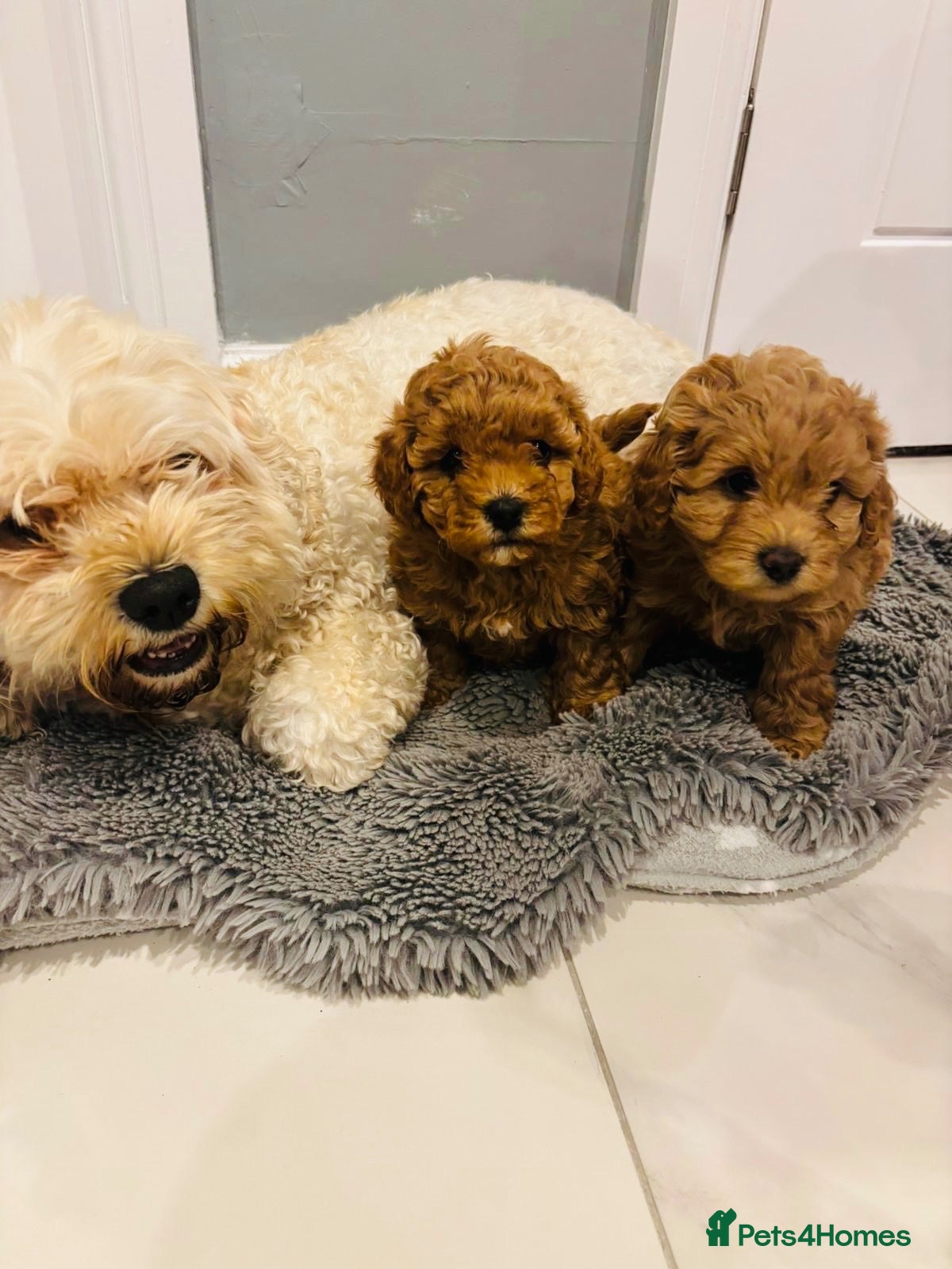Cavapoochon dogs 2 beautiful girl cavapoochon puppies  - Advert 2