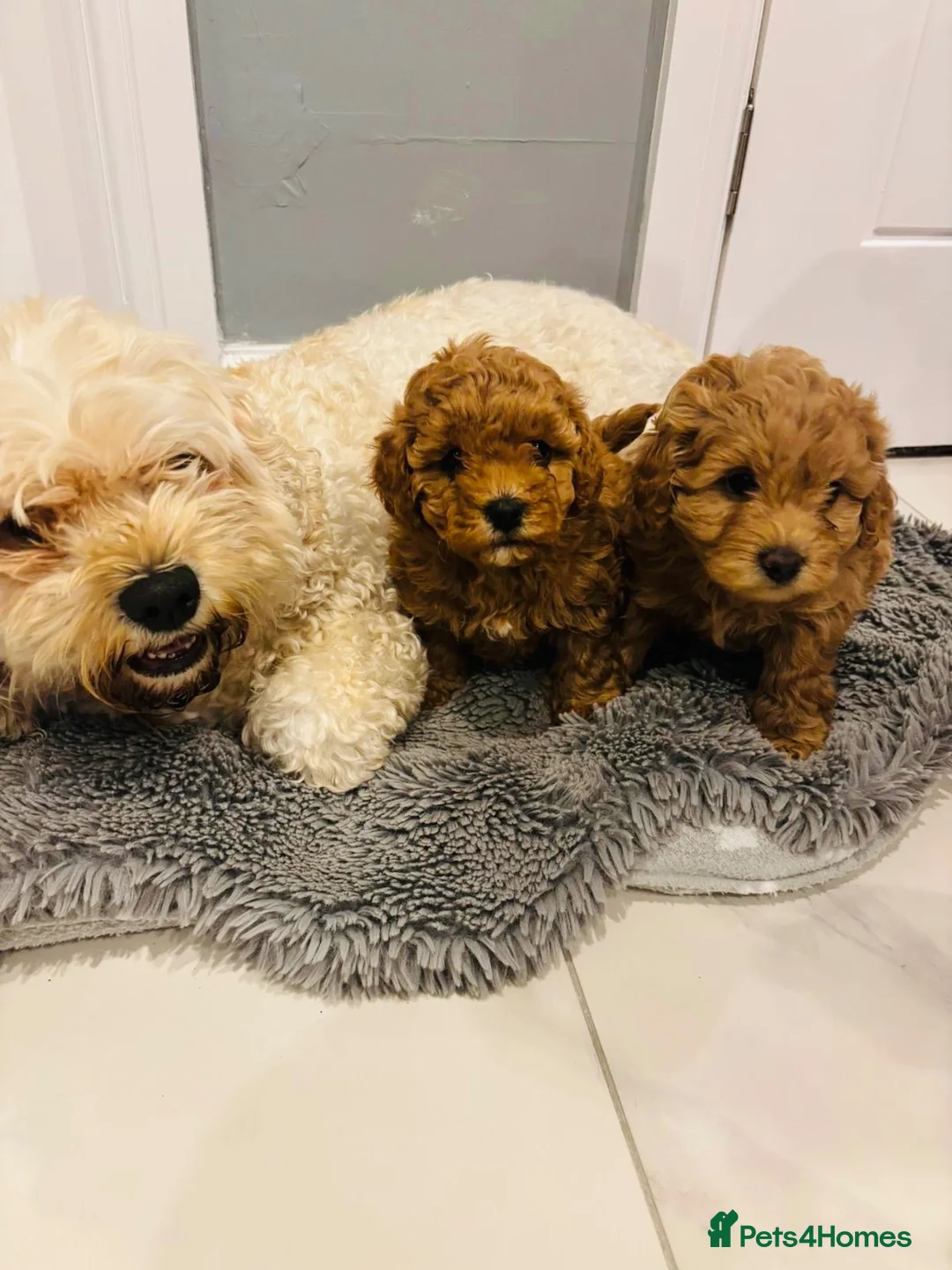 Cavapoochon dogs for sale: 2 beautiful girl cavapoochon puppies  - Advert 2