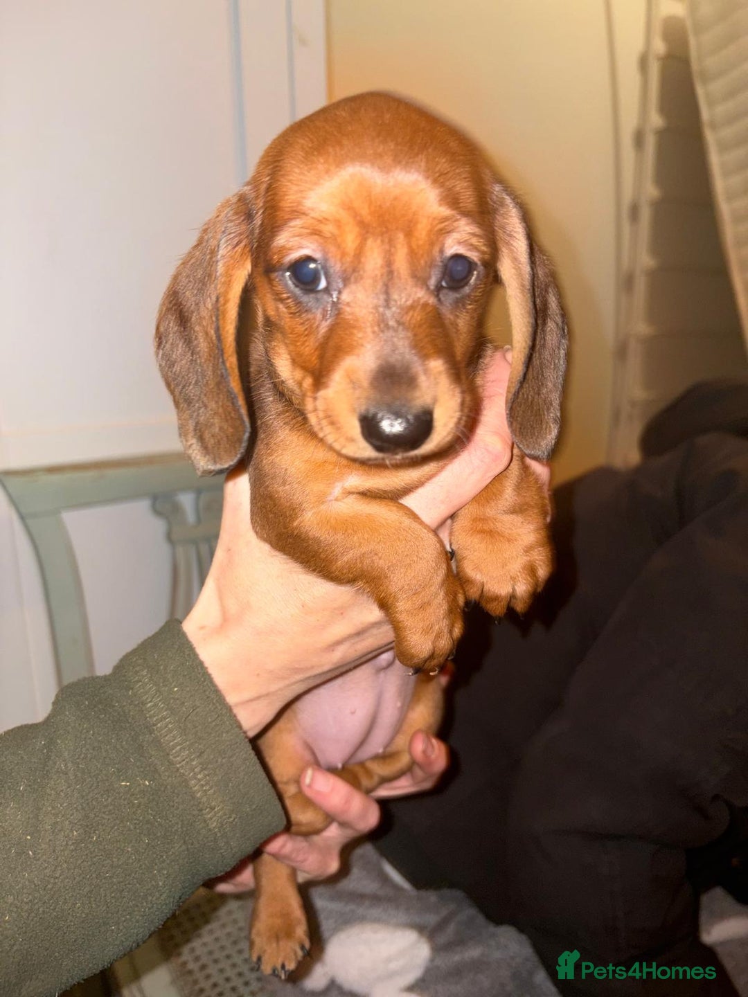 Dachshund dogs for sale: Adorable miniature dachshunds NOW BEEN REDUCED  - Advert 8