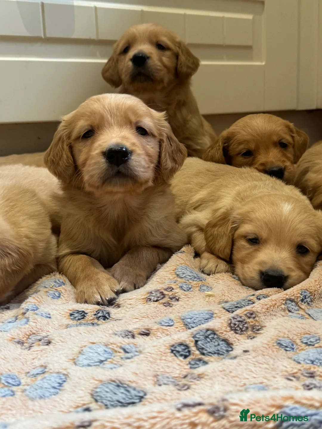 Golden Retriever dogs for sale: Exceptional health tested golden retrievers  - Advert 1