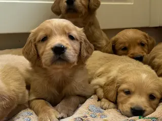 Golden Retriever dogs Exceptional health tested golden retrievers - Advert 2