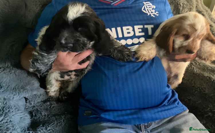 Cocker Spaniel dogs - Advert 12